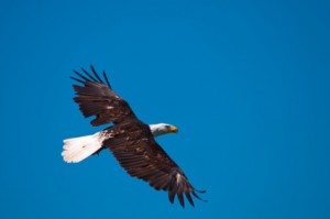 Adler oder Maulwurf  – warum es sich lohnt, die Perspektive zu wechseln
